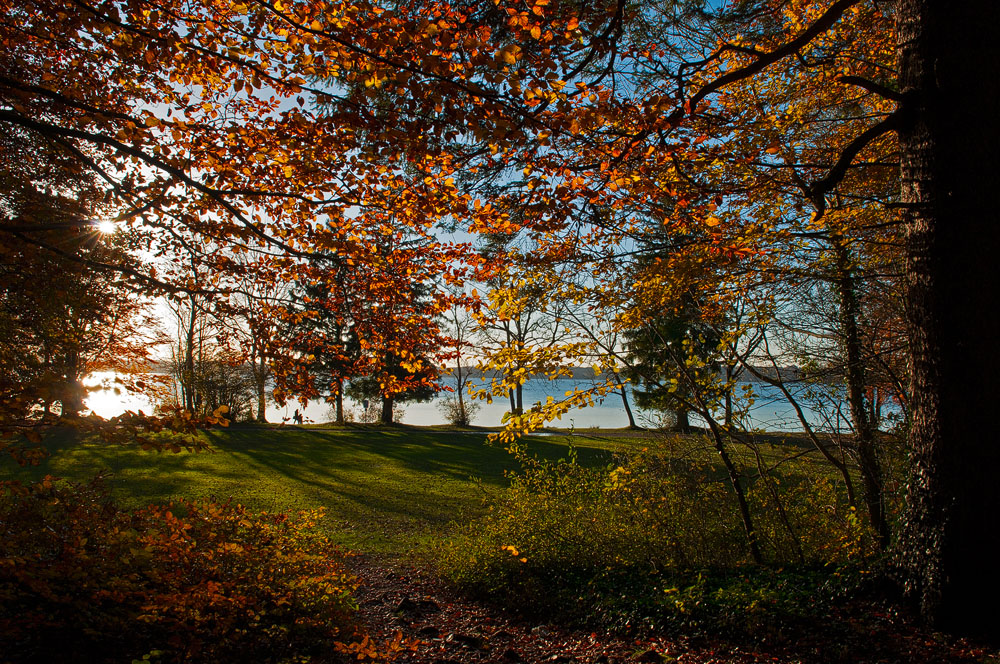 Im goldenen Novemberlicht ....