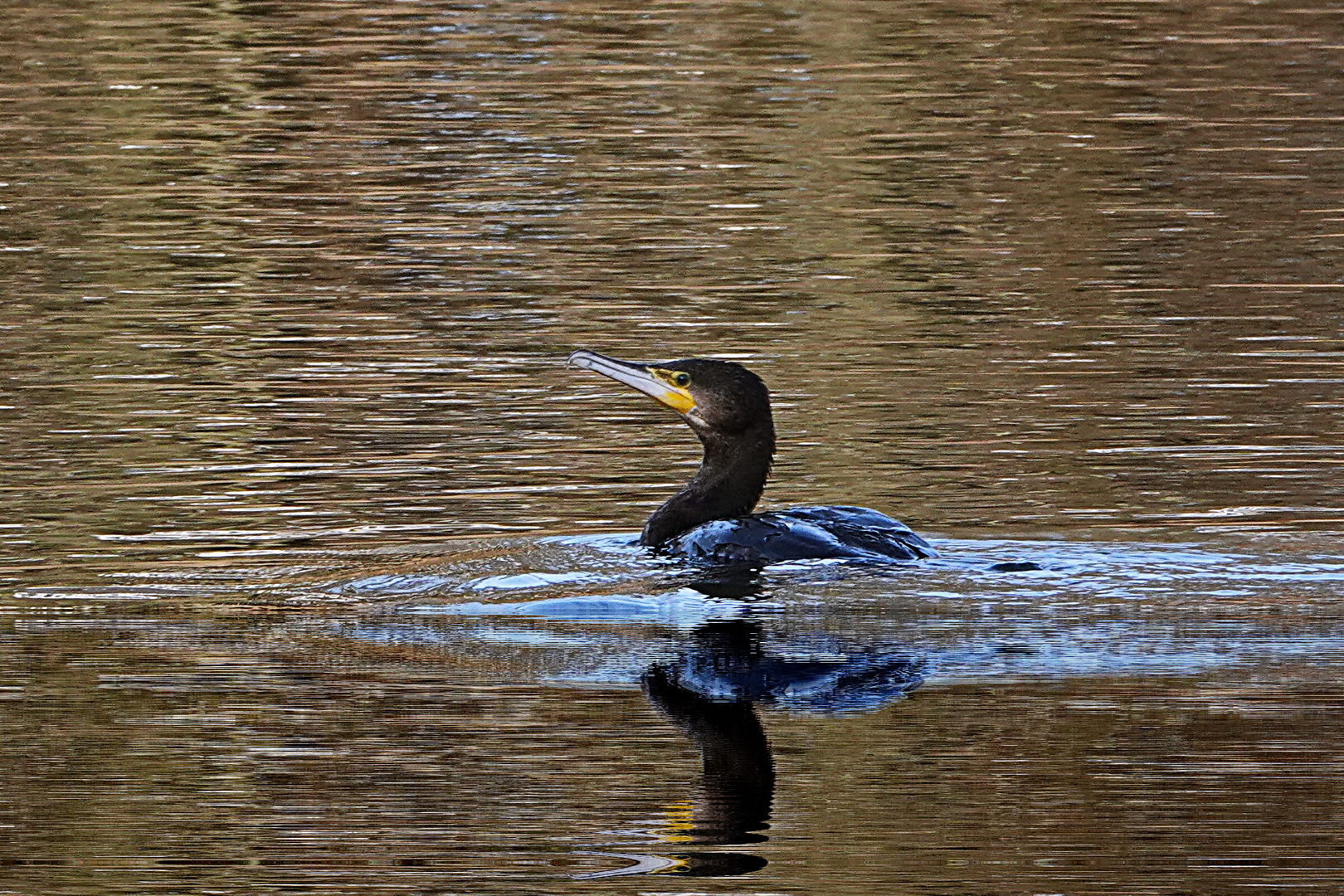 im goldenen See schwimmen