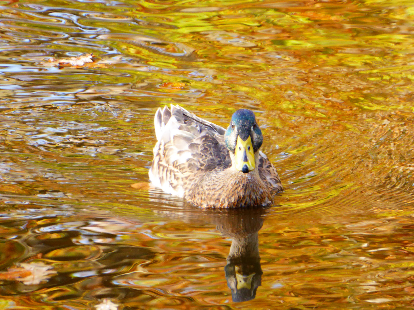 Im goldenen Teich