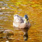 Im goldenen Teich