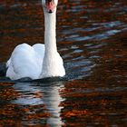 Im goldenen Teich