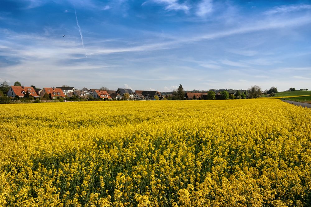 im goldenen Teppich