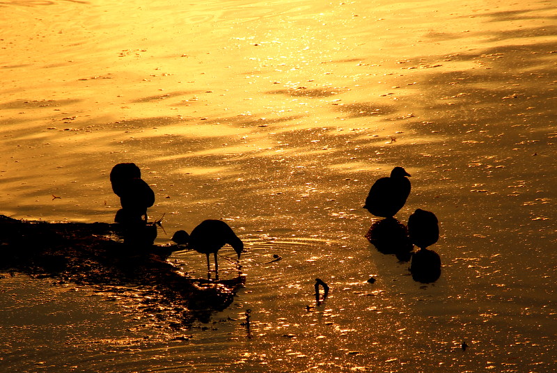 Im goldenen Wasser