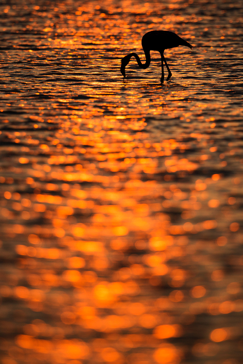 ~ Im goldenen Wasser ~