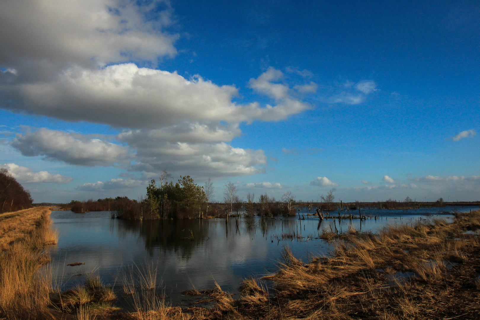 im Goldenstedter Moor (2)