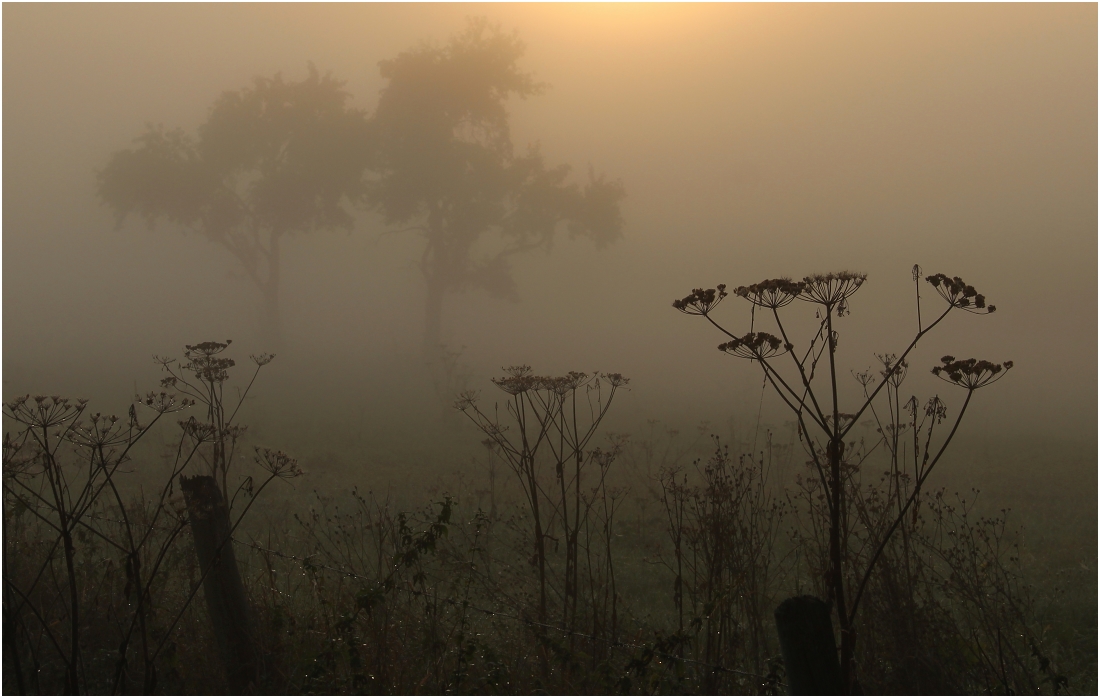 Im Goldnebel