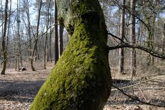 im Gonsenheimer Wald