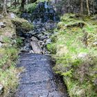 Im Gougane Barra Forest Park...