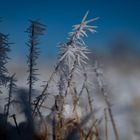 im Gräserwald