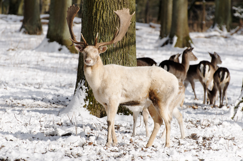 Im Grafenberger Winterwald