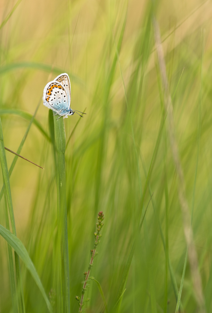 __im Gras__