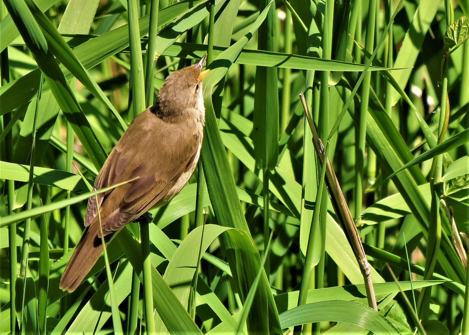 Im Gras eine Grasmücke.