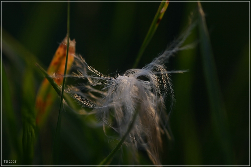 Im Gras gefangen