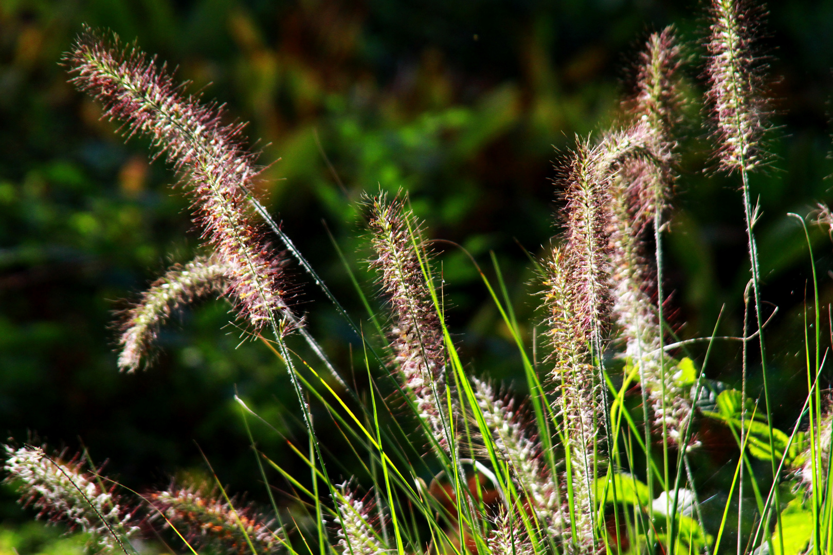 Im Gras gleißt Sonnenlicht