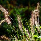 Im Gras gleißt Sonnenlicht