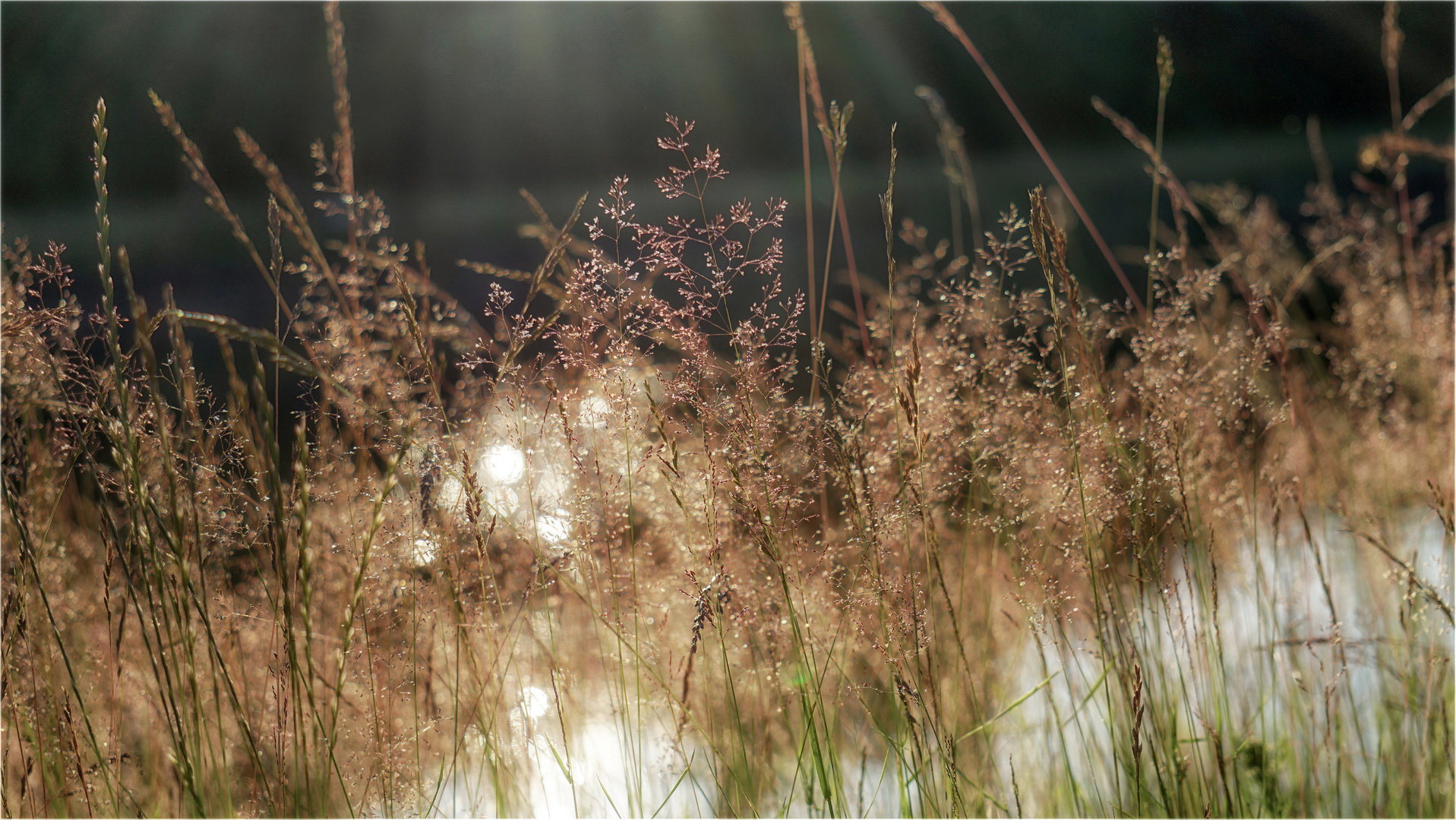 im Gras liegen ....