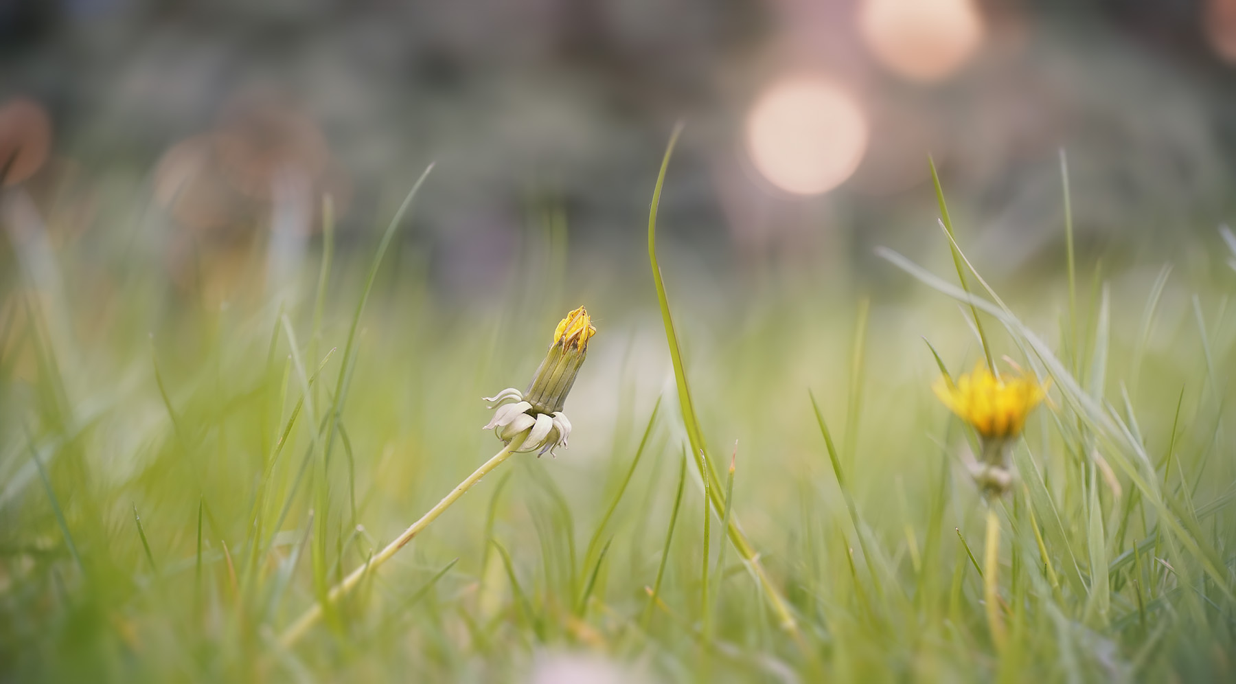 im gras liegen Foto & Bild | pflanzen, pilze & flechten, gräser