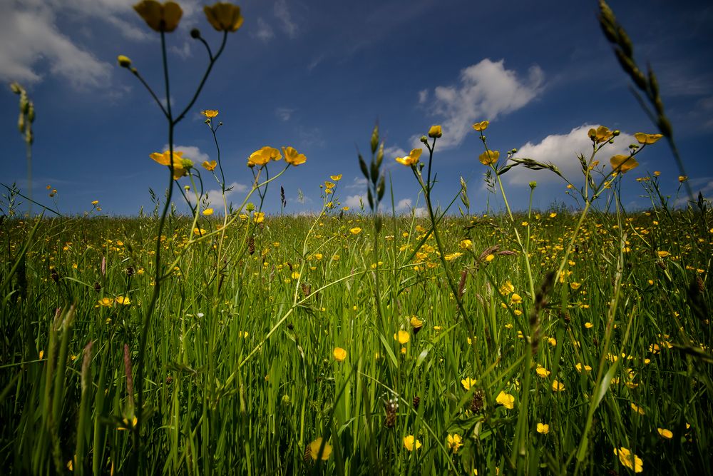 im Gras liegen und Träumen.... Foto & Bild | jahreszeiten, frühling