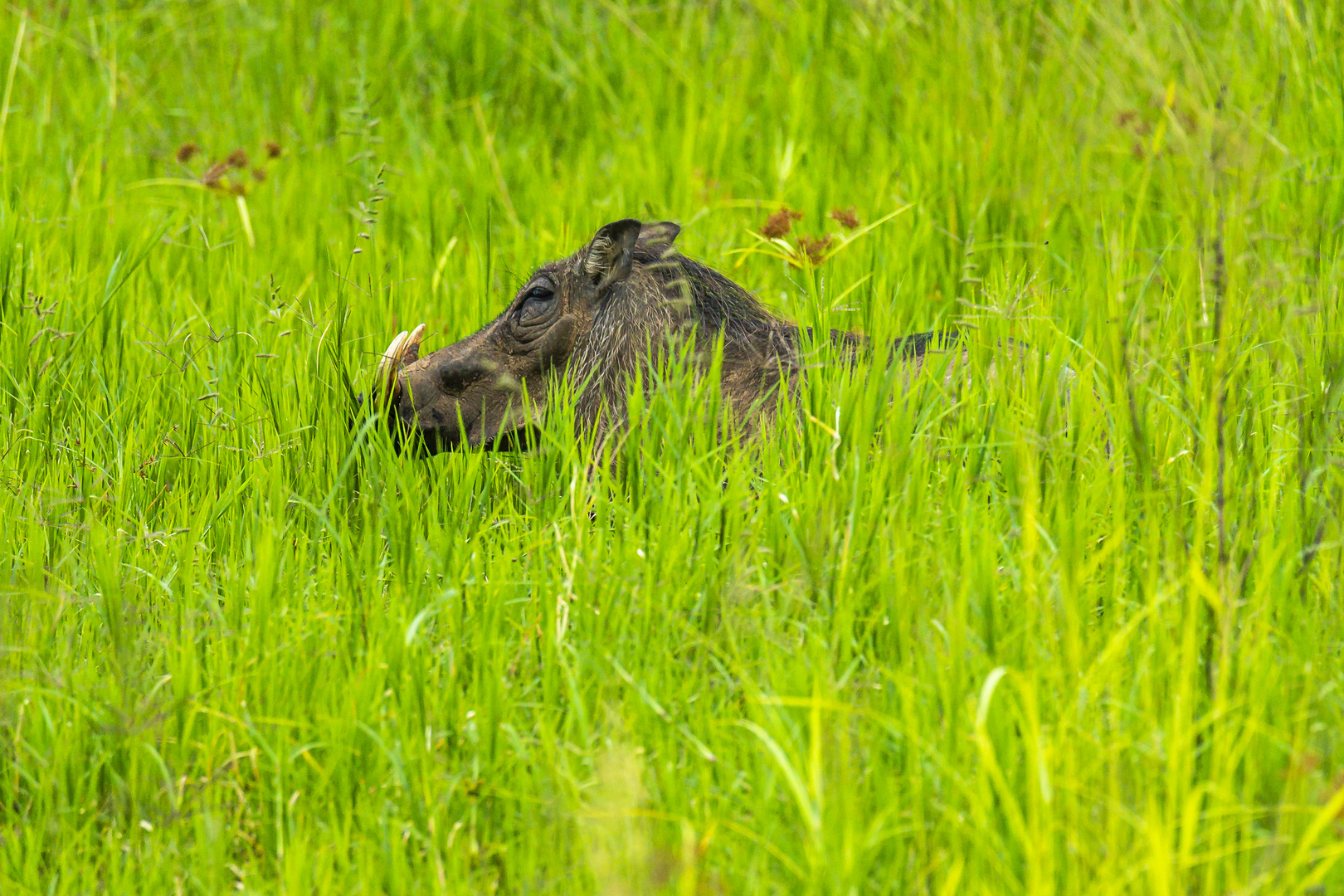 im Gras verschwunden