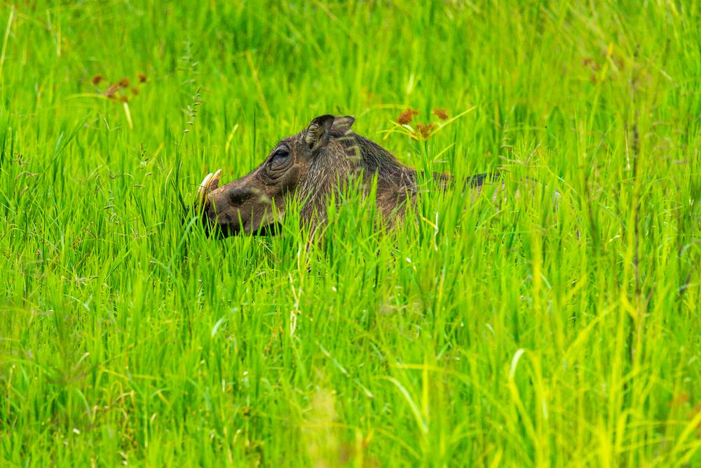 im Gras verschwunden