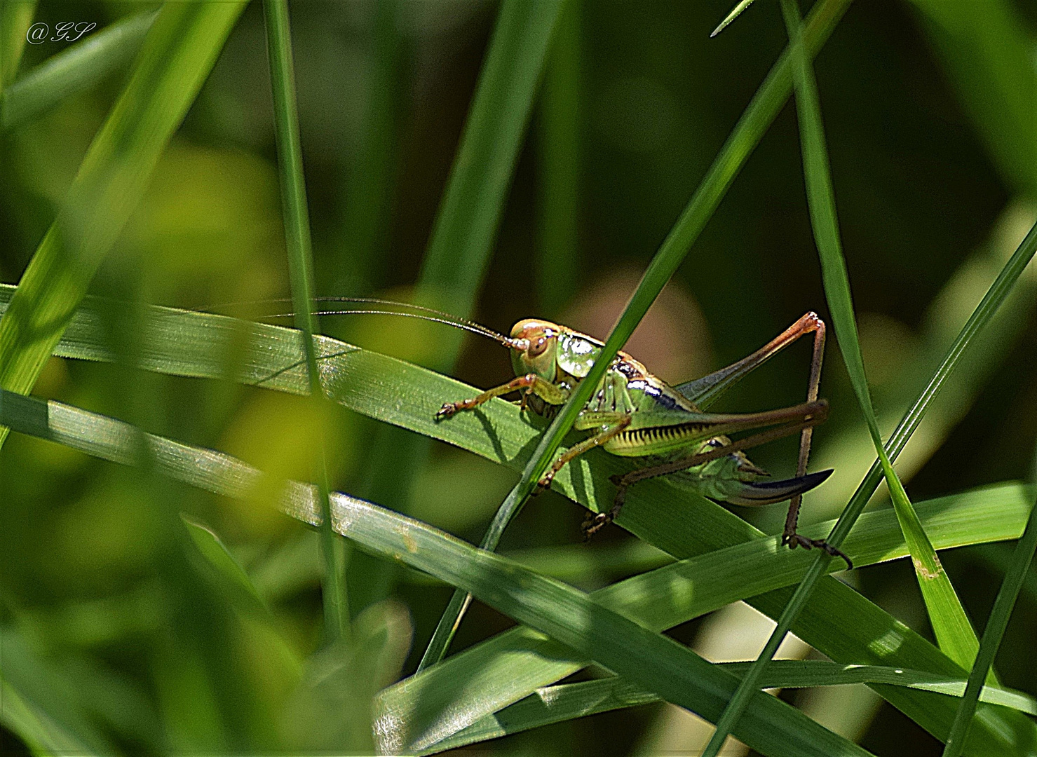 Im Gras versteckt...