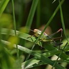 Im Gras versteckt...