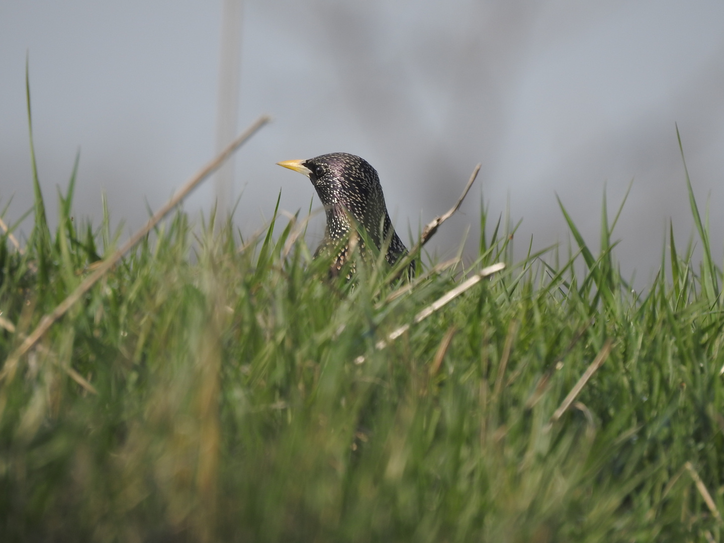 Im Gras versteckt