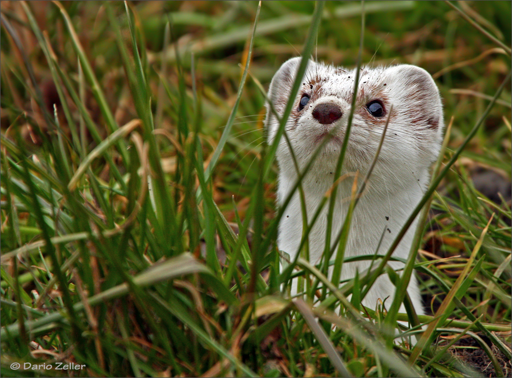 Im Gras versteckt