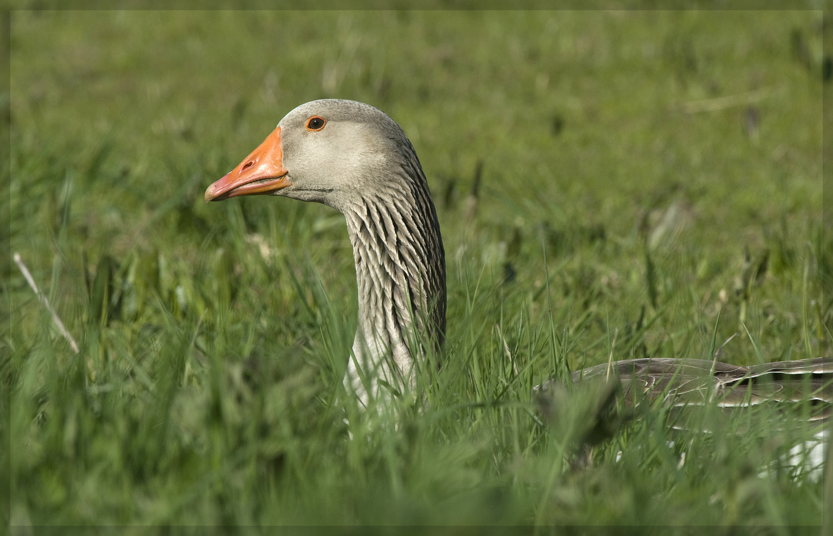 im Gras versteckt...