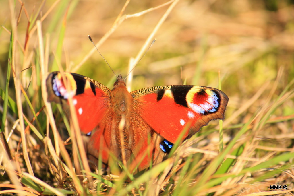 Im Gras versteckt...