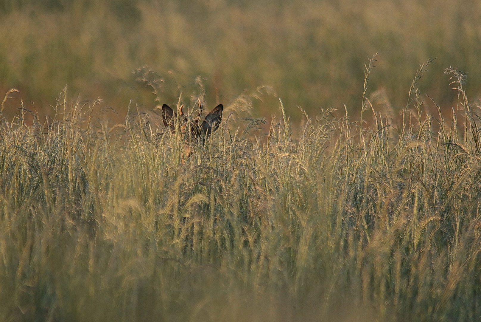 Im Gras versteckt