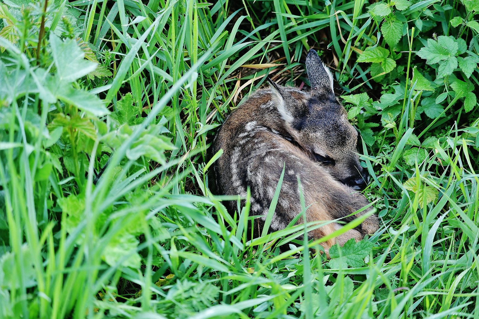 Im Gras versteckt...