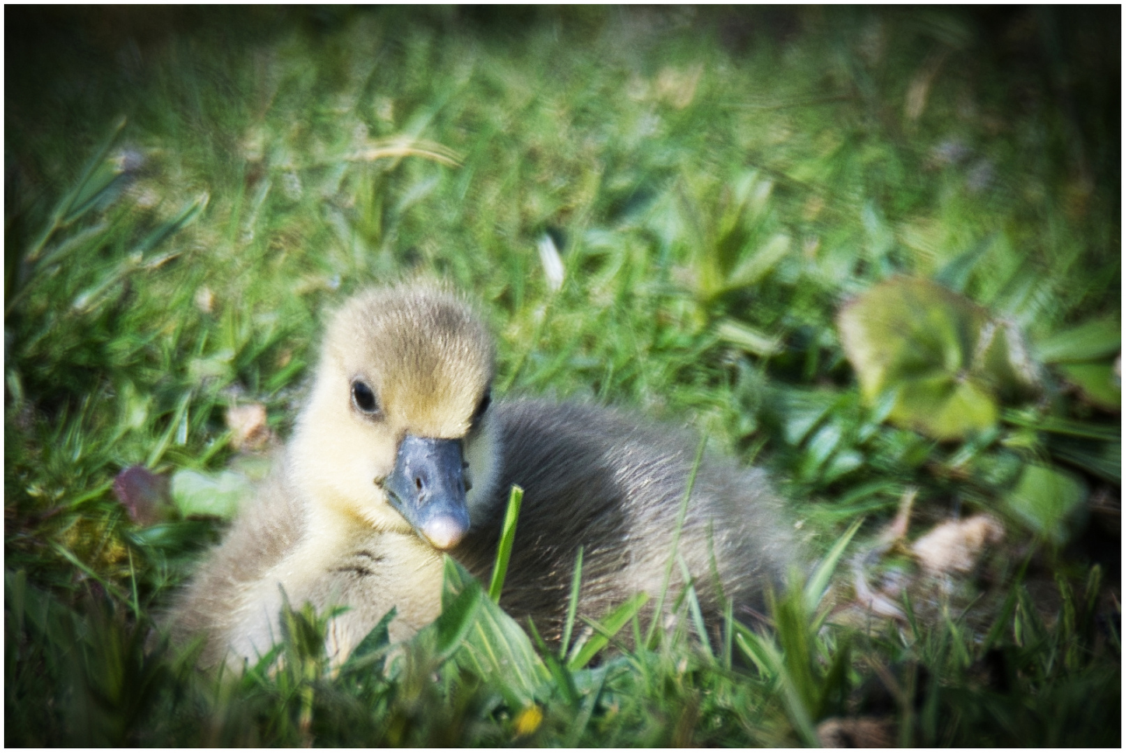 im Gras versteckt