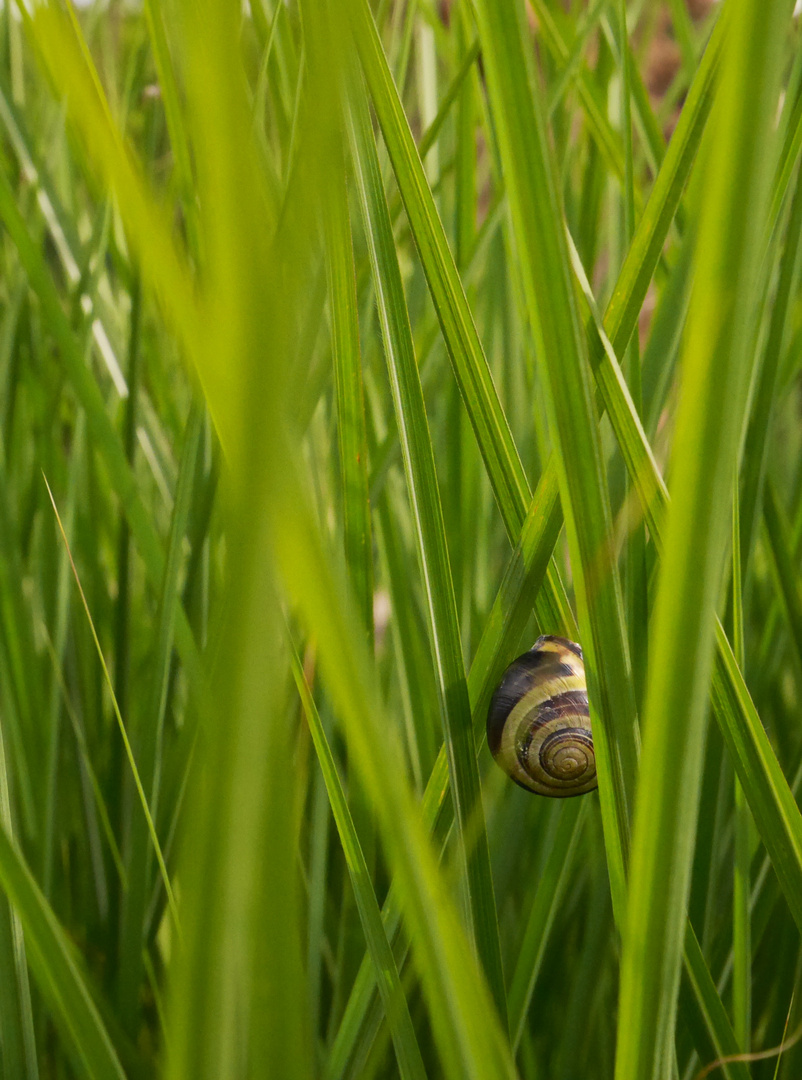 Im Gras versteckt