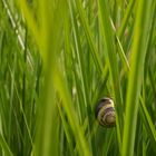 Im Gras versteckt