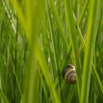 Im Gras versteckt