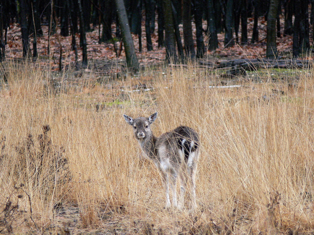 im gras versteckt