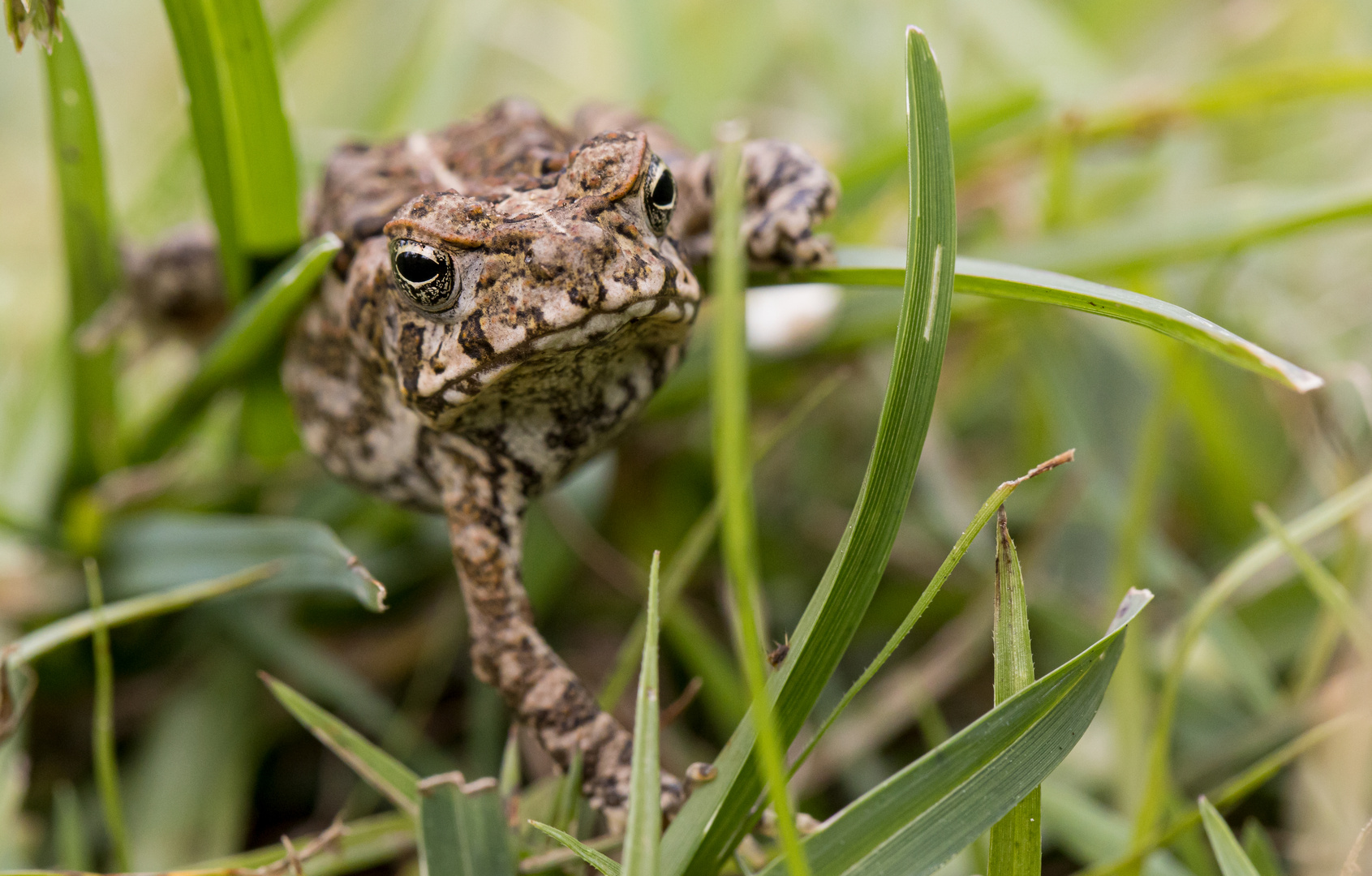 Im Gras versteckt