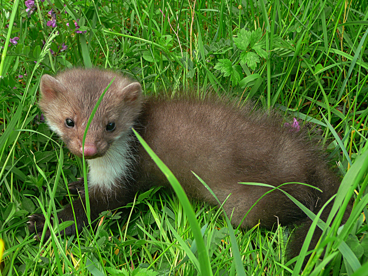 im Gras versteckt