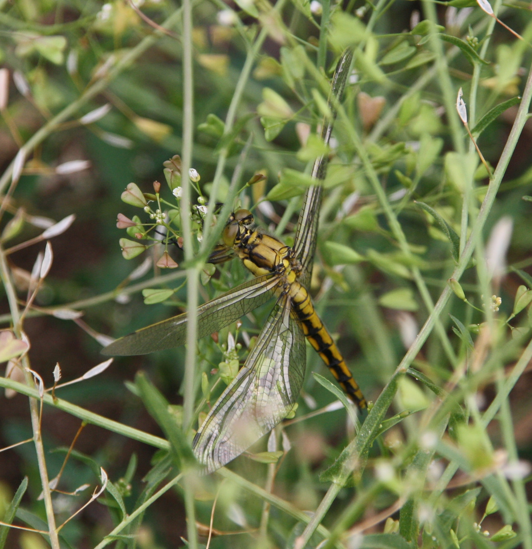 Im Gras versteckt und doch entdeckt