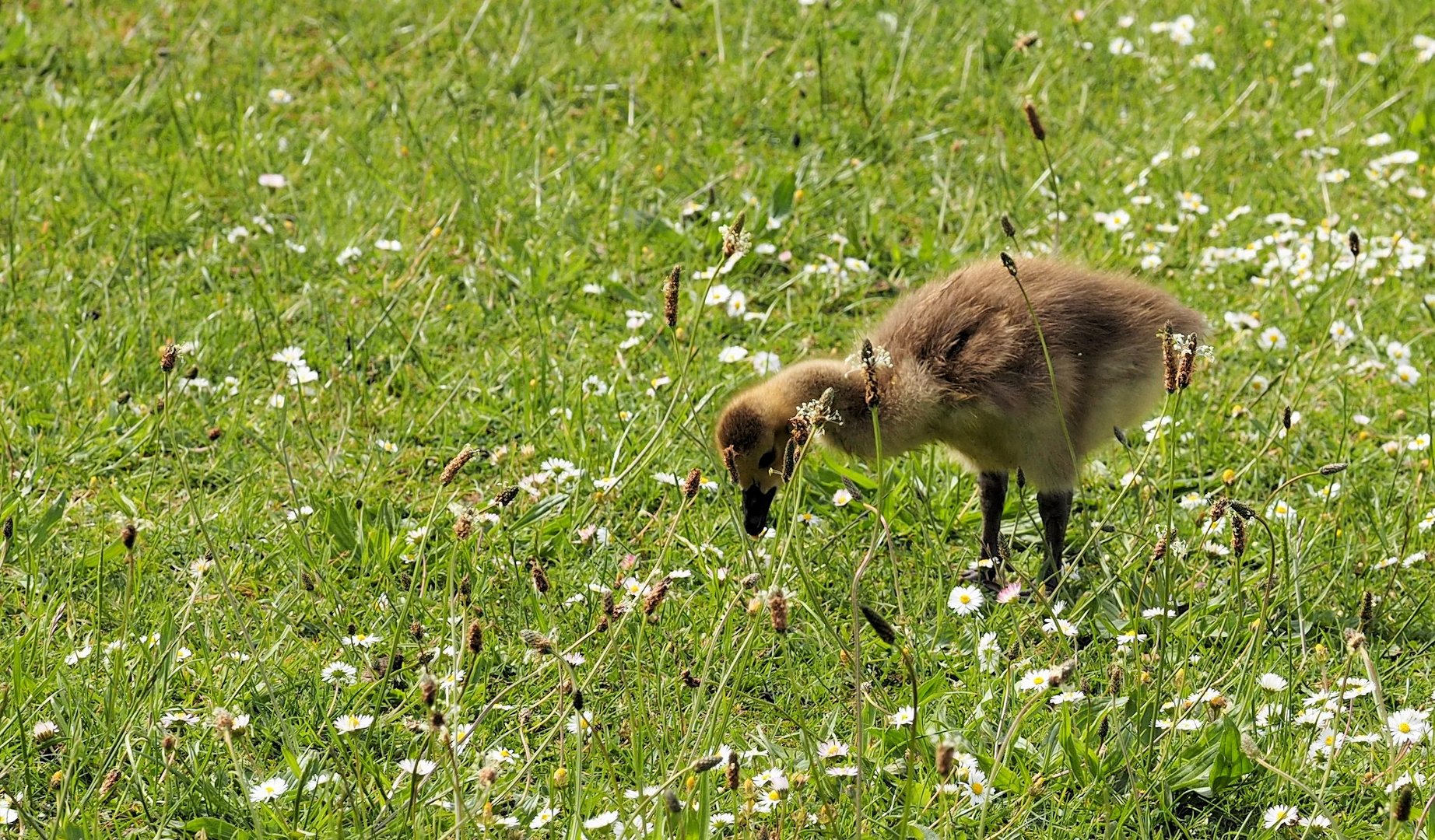 Im Gras....unterwegs ....