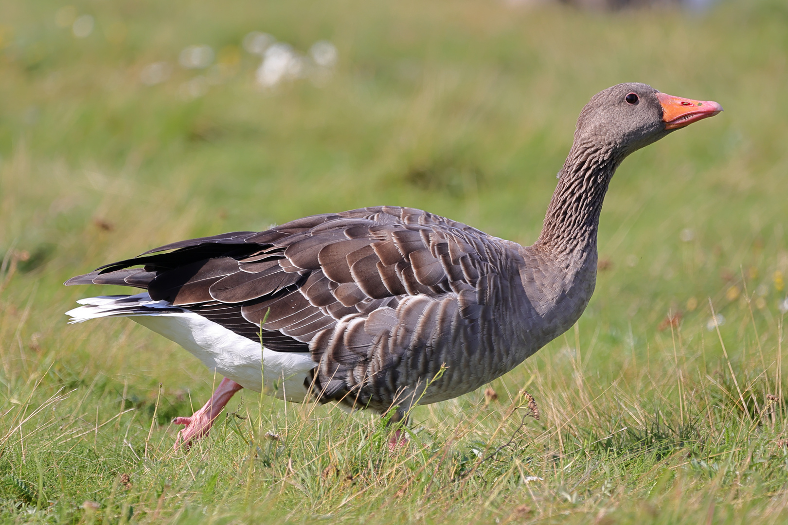 Im Grau-gänsemarsch