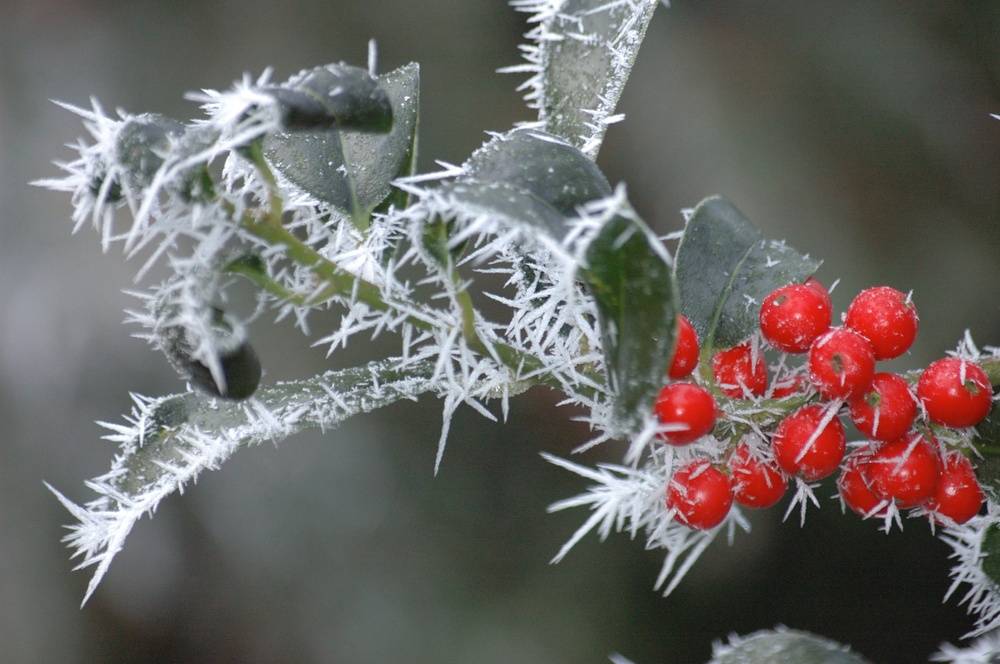 im griff von väterchen frost