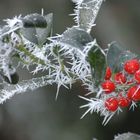 im griff von väterchen frost