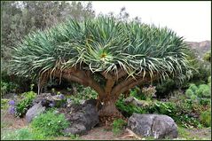 Im größten Botanischen Garten Spaniens - Vieray Clavijo....