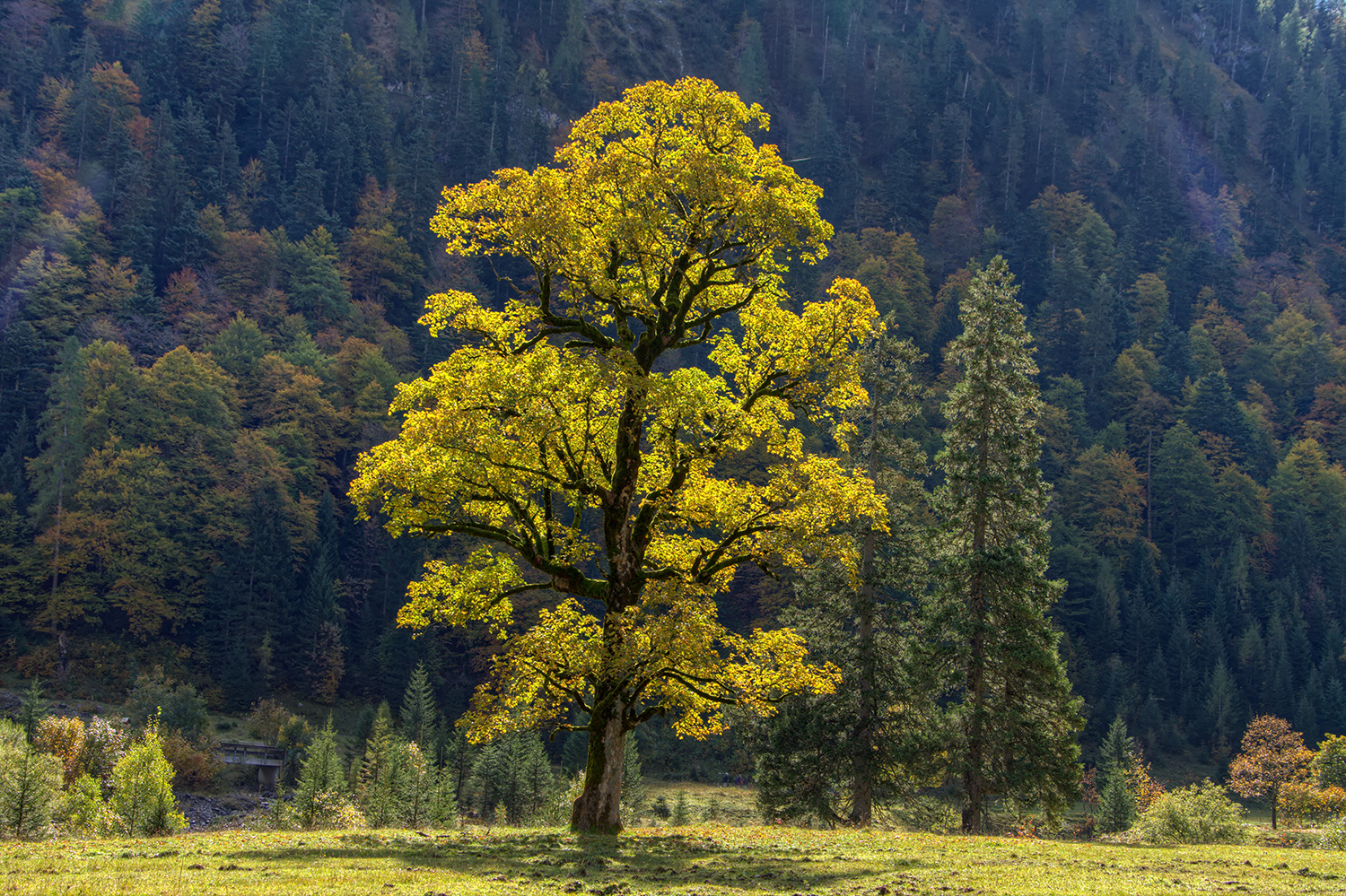 im großen Ahornboden 3