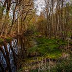 Im Großen Moor 