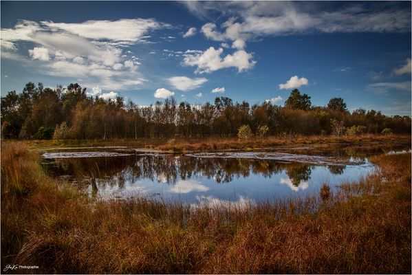 im Großen Moor