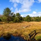 Im Großen und Weißen Moor