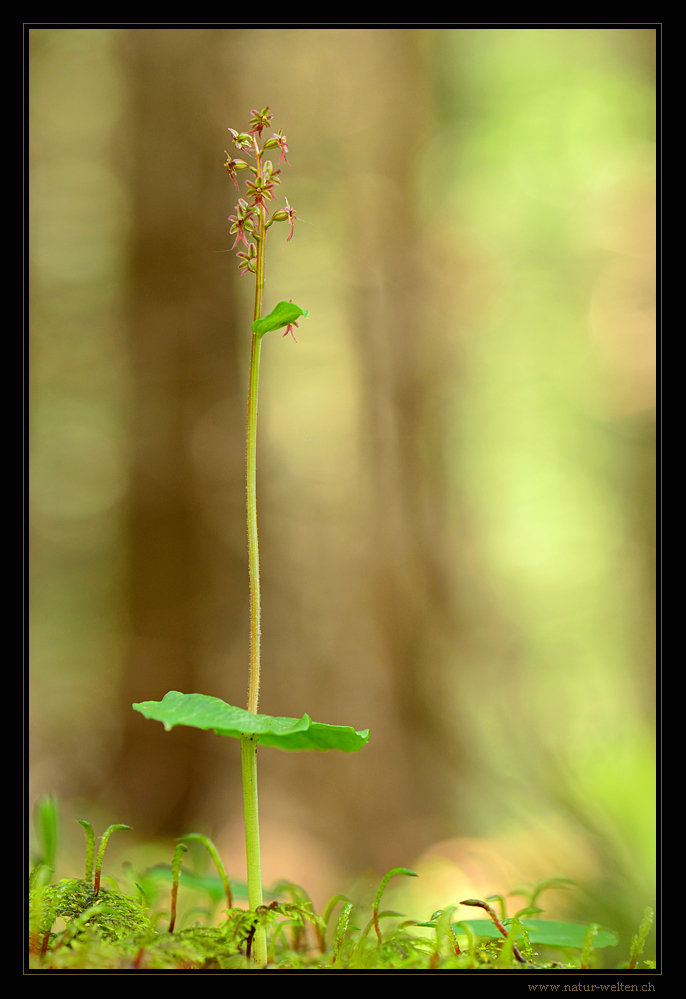 Im Grossen Wald...